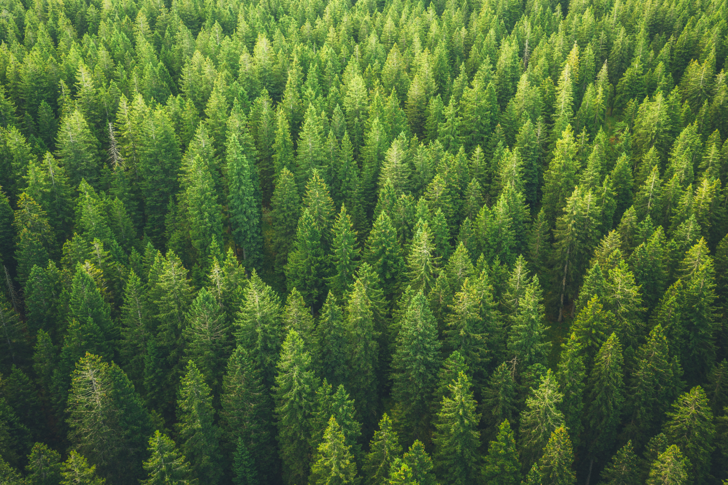 Forest landscape highlighting sustainable paper sourcing practices